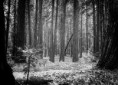 /album/black-white/forestfortrees-m-jpg/